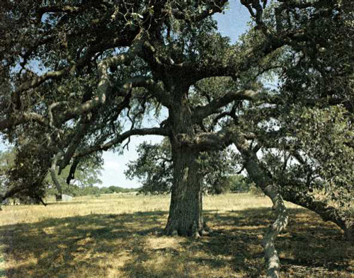 Runaway Scrape Oak-1969